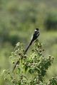 Pin-Tailed Whydah
