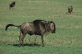 Wildebeest
