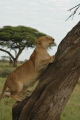 Lion Climbing