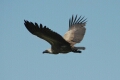 Vulture in Flight