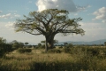 Baobob Tree with Hole