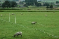 Sheep Playing Football