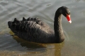 Black Swan St James