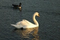 Swan On Round Pond