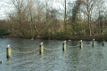 Sea Gulls on the Serpentine