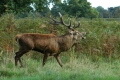 In Richmond Park