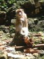 Monkey at Batu Caves