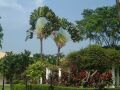 Fan Palm